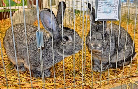 731 Tiere in Meiningen zu bestaunen .